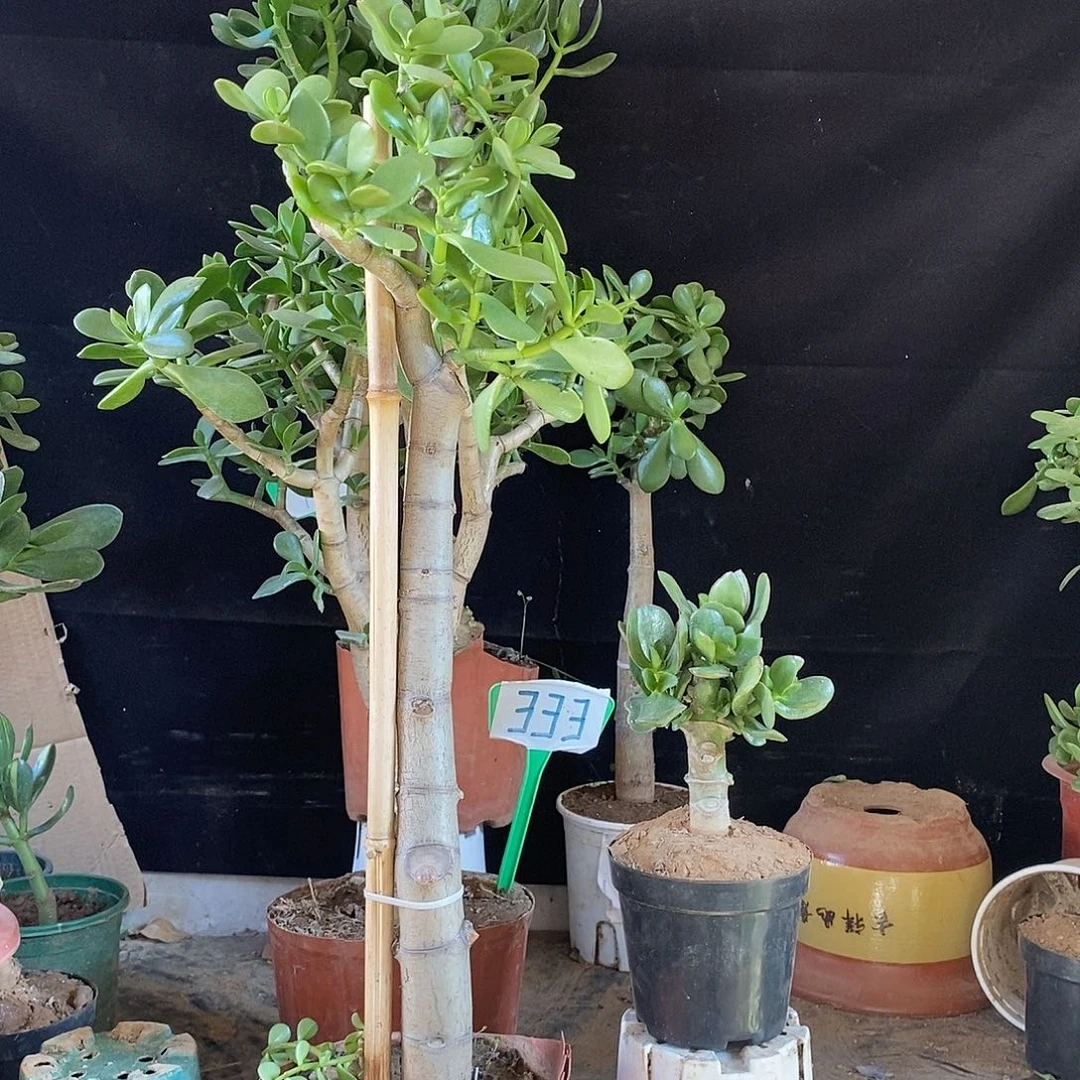 白****处黄金花月一物一拍