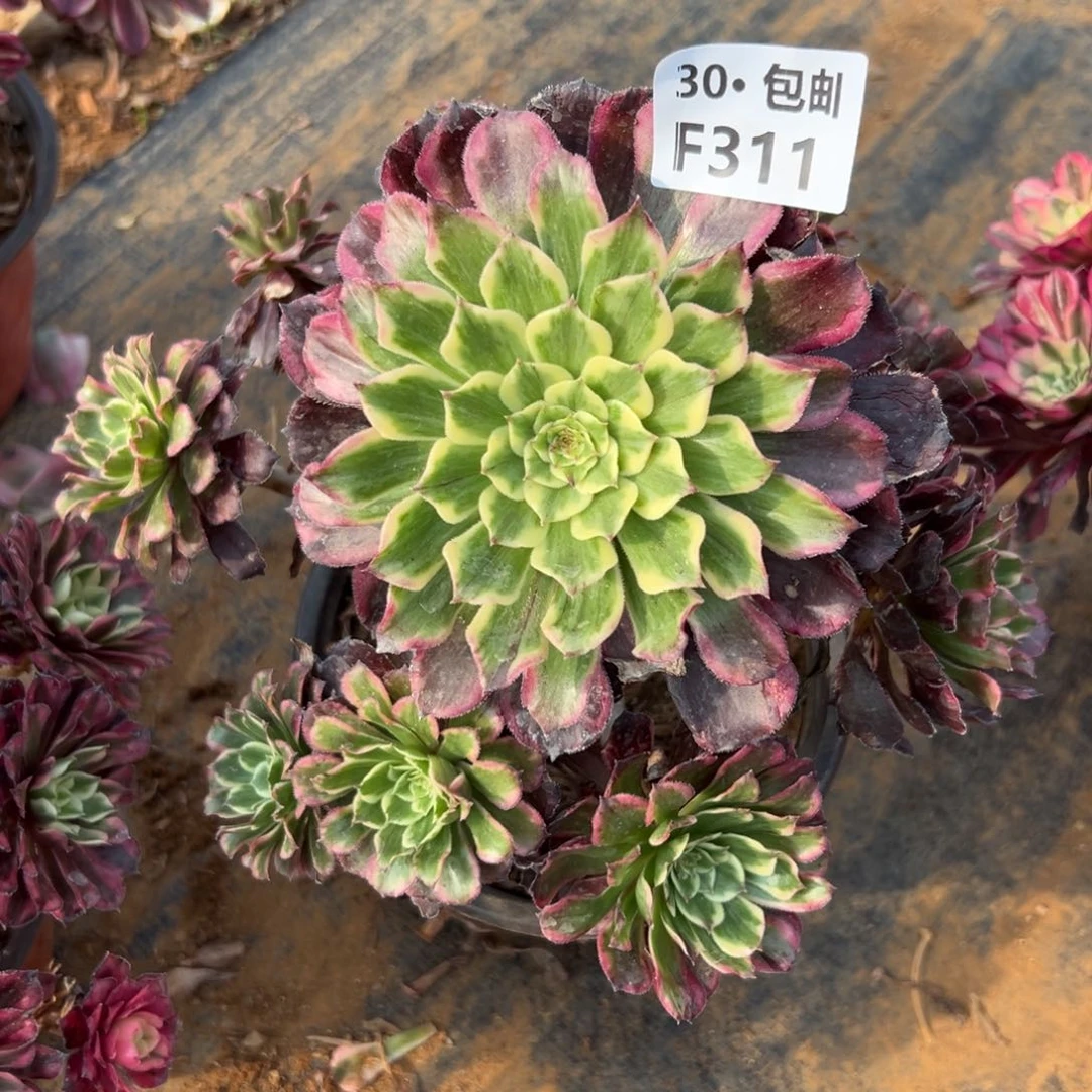 陌*落311紫嫣多肉法师