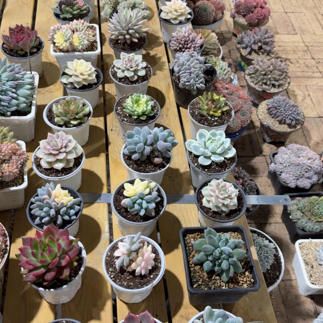 发货多肉植物锦呃呃呃