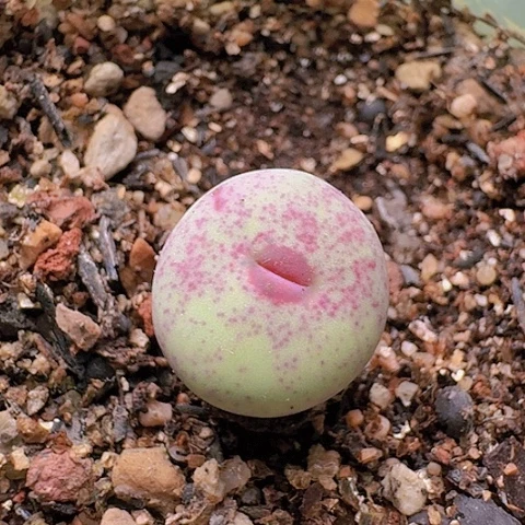 2391大红嘴带盆土发货