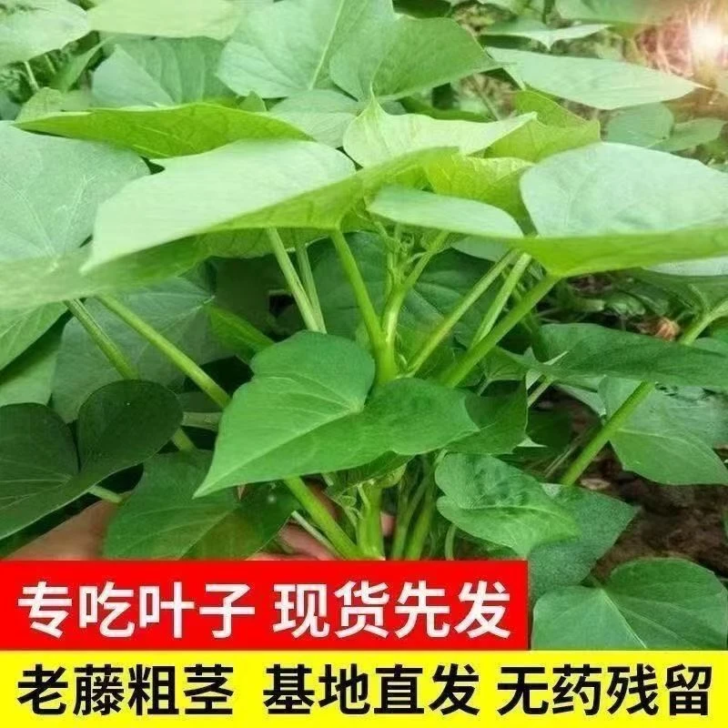 农家新鲜专吃叶子食用型红薯叶红薯苗当季蔬菜