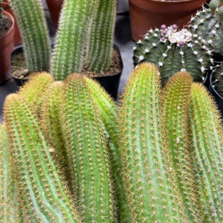 双色金妞侧芽一条