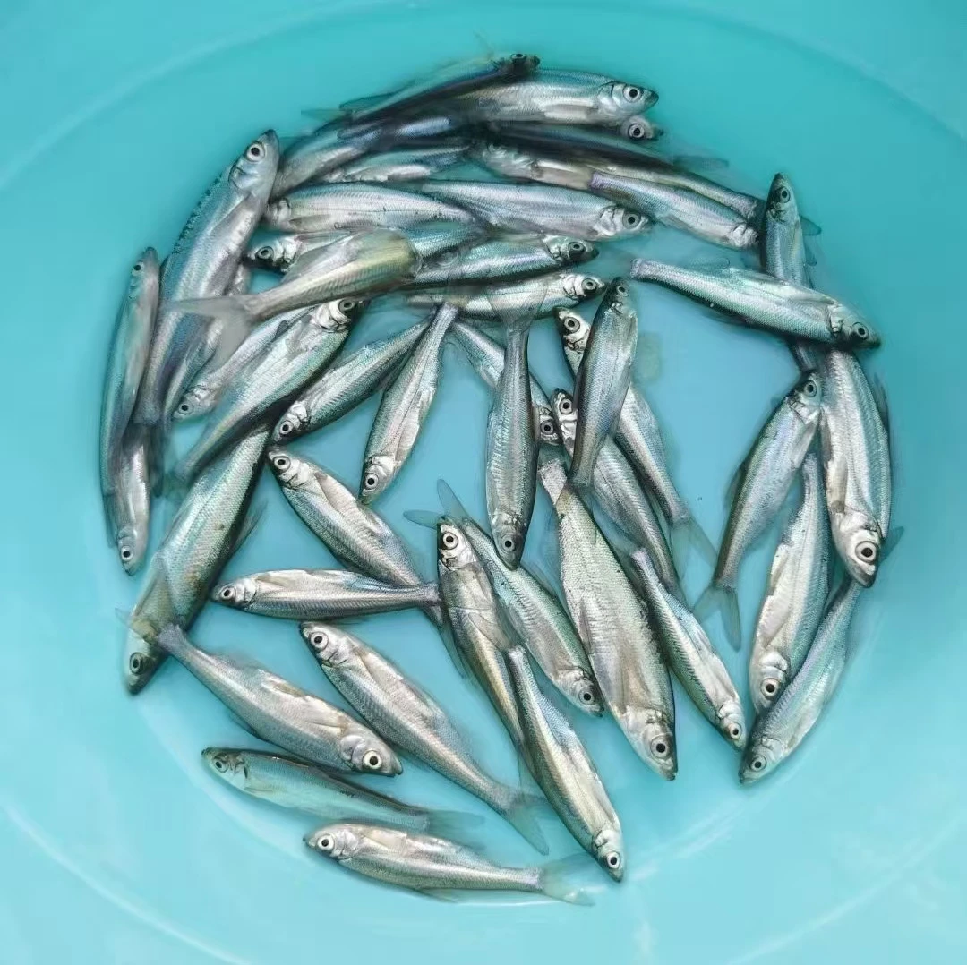 翘嘴淡水鱼苗 肉食性生长迅速 路亚养殖品种 鲜活幼苗包存活