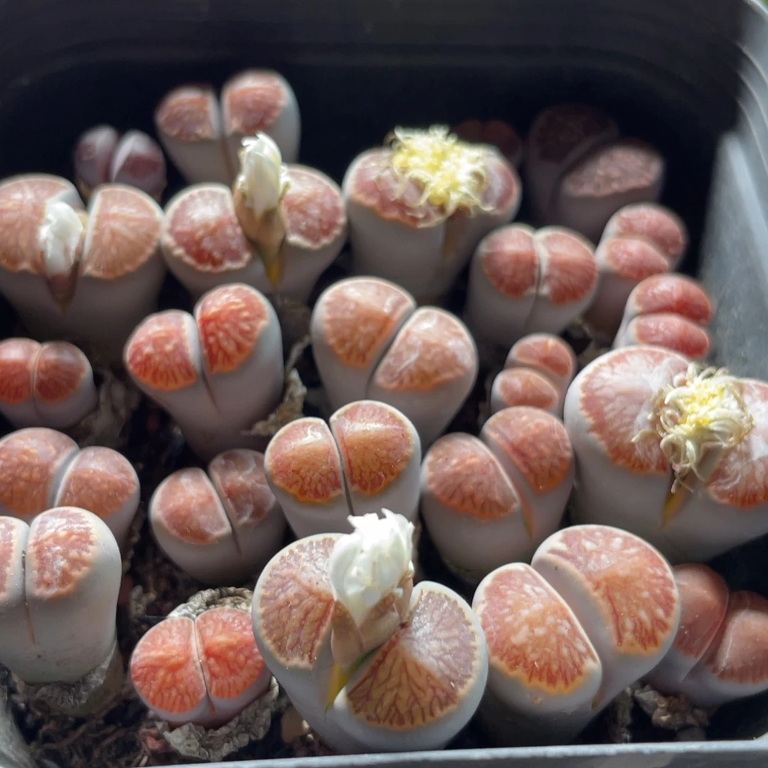 大盆特价一物一拍～29