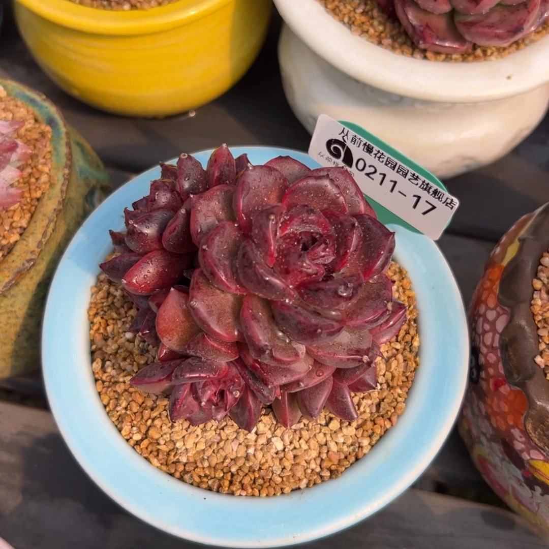 多肉一物一拍0211-17