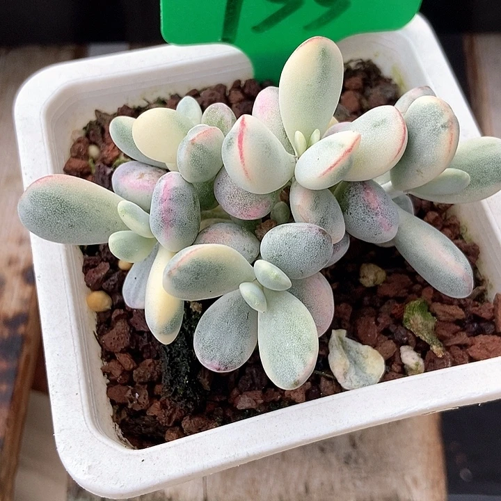 多肉植物乒乓锦755多肉