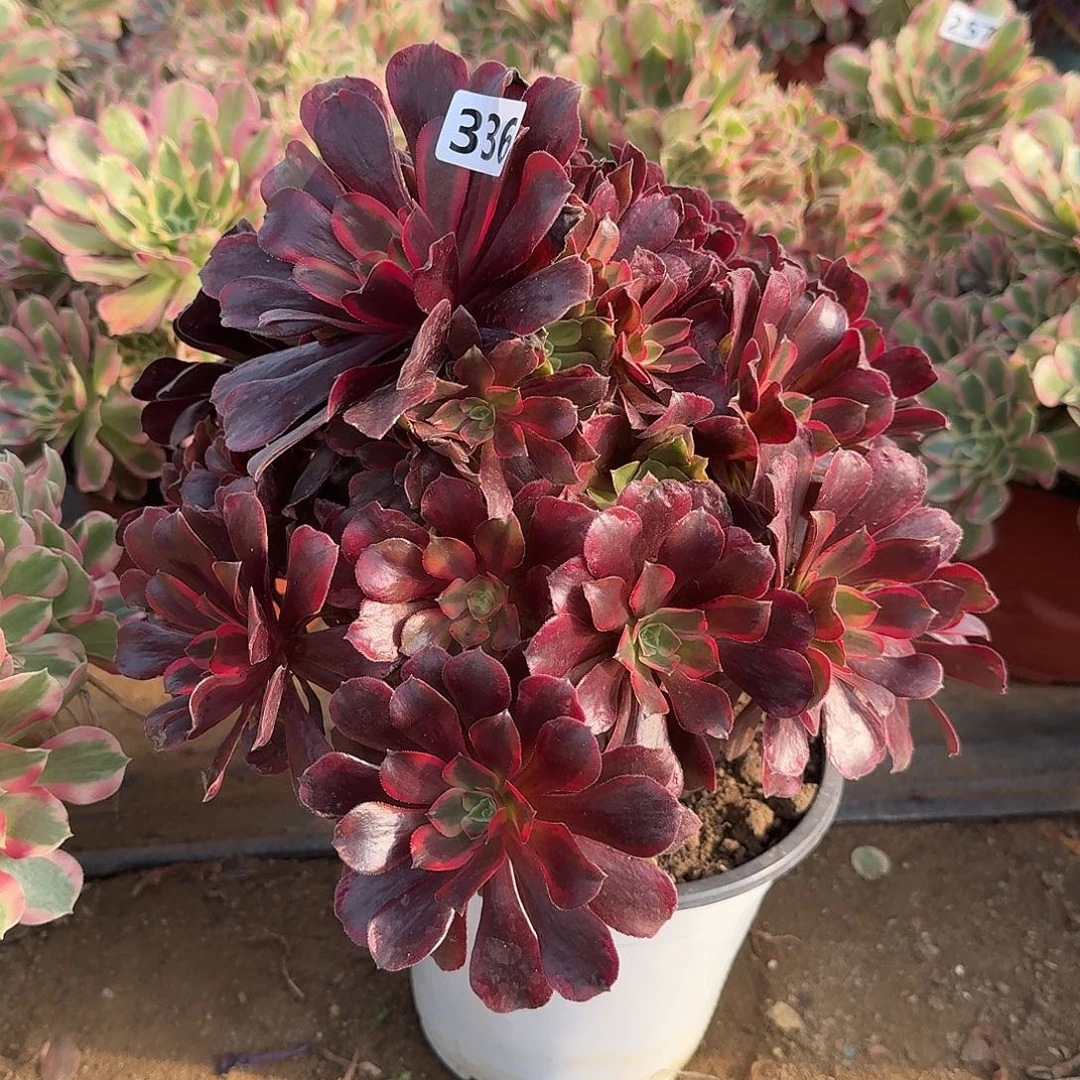 不周正蒙娜丽莎336号