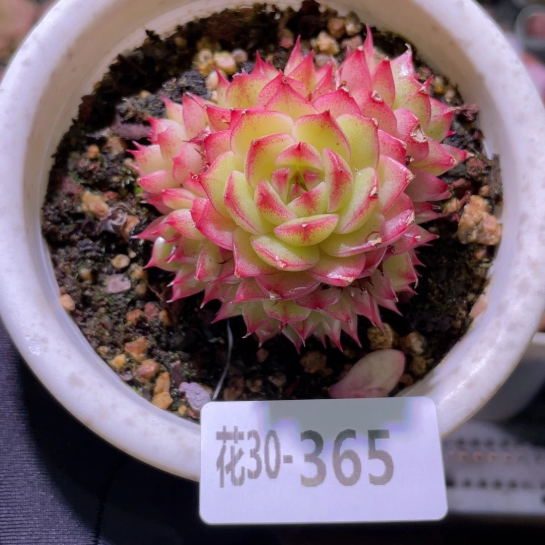 花利美30-365海王