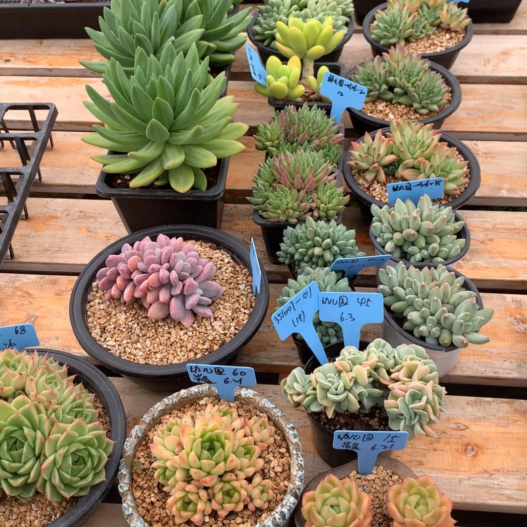 给****351007-01海洋之歌及其他（19）