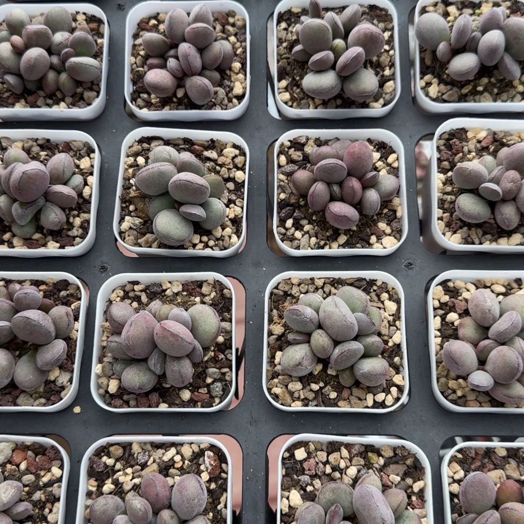 球球紫蛋量拍链接