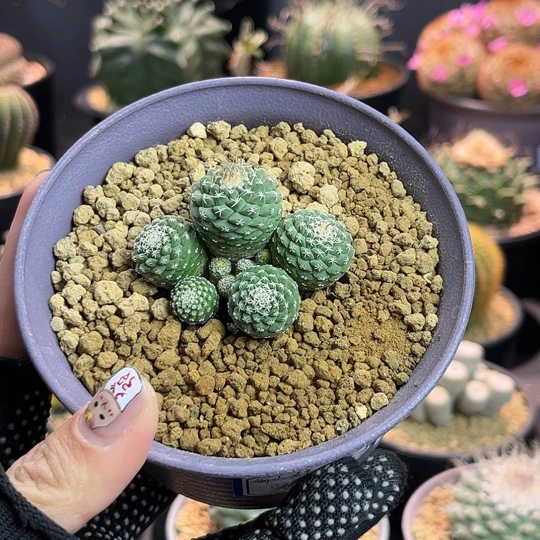 群生菊水Zxxxxxxxxxxxx