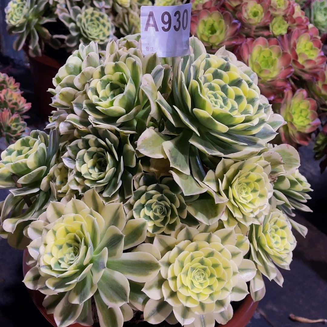 绿豆沙930福利出