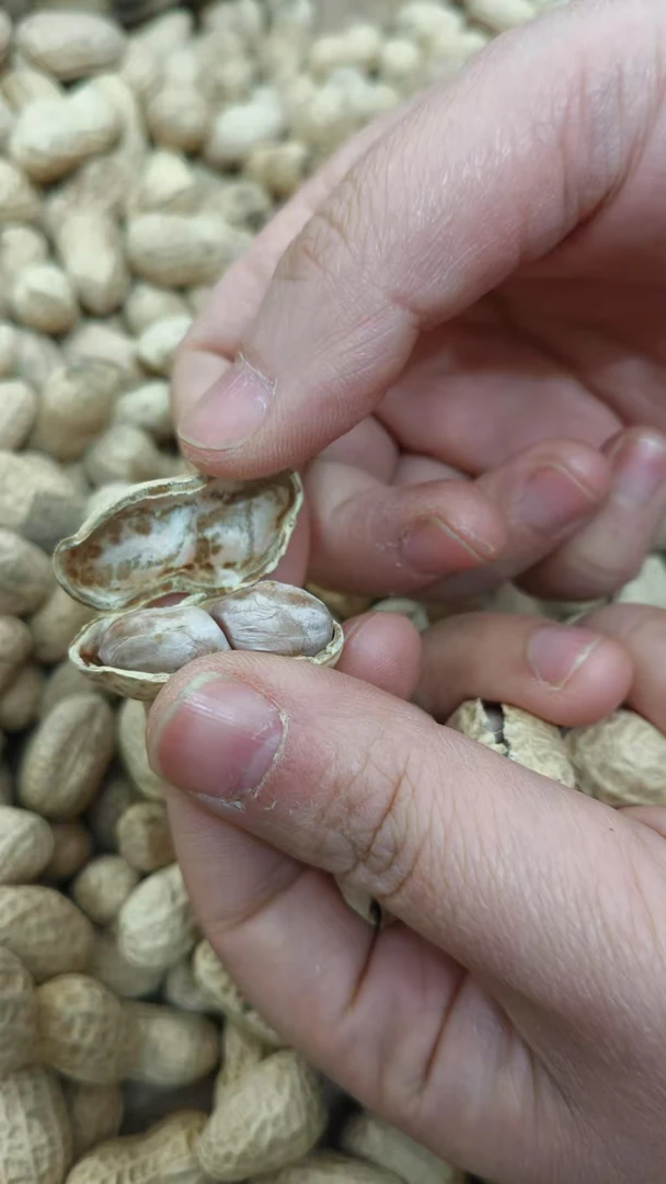 莆田农家本地全日晒花生