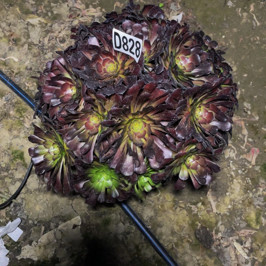 墨铜法师26/////30包邮