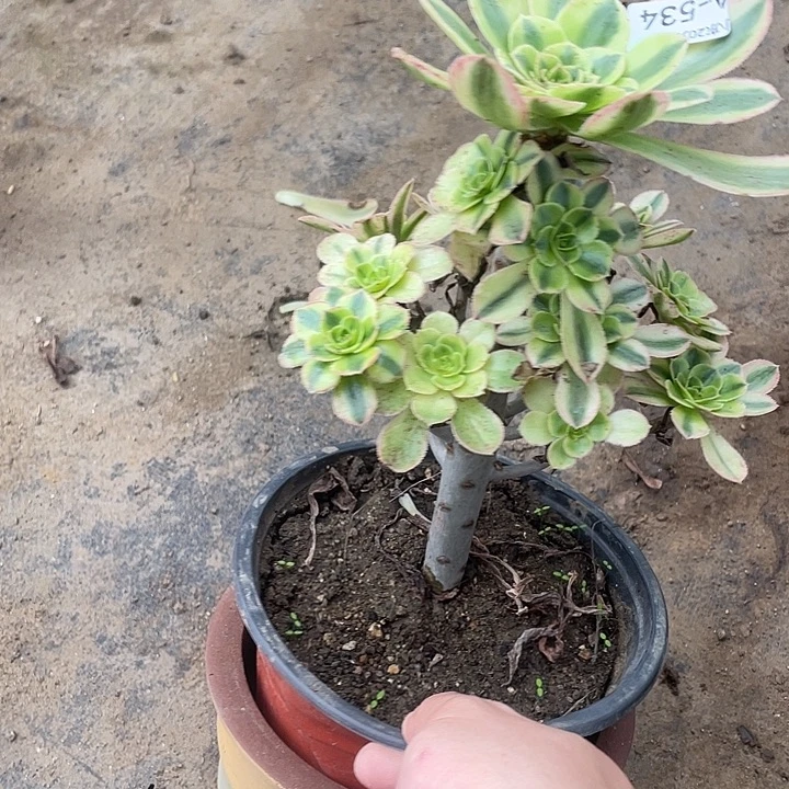 534白兰地多肉植物福利