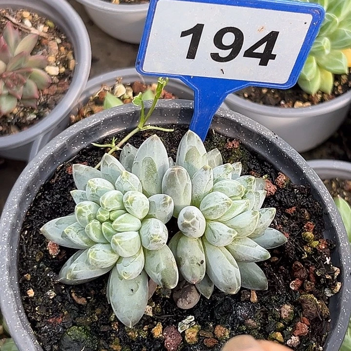 多肉植物姜子牙194