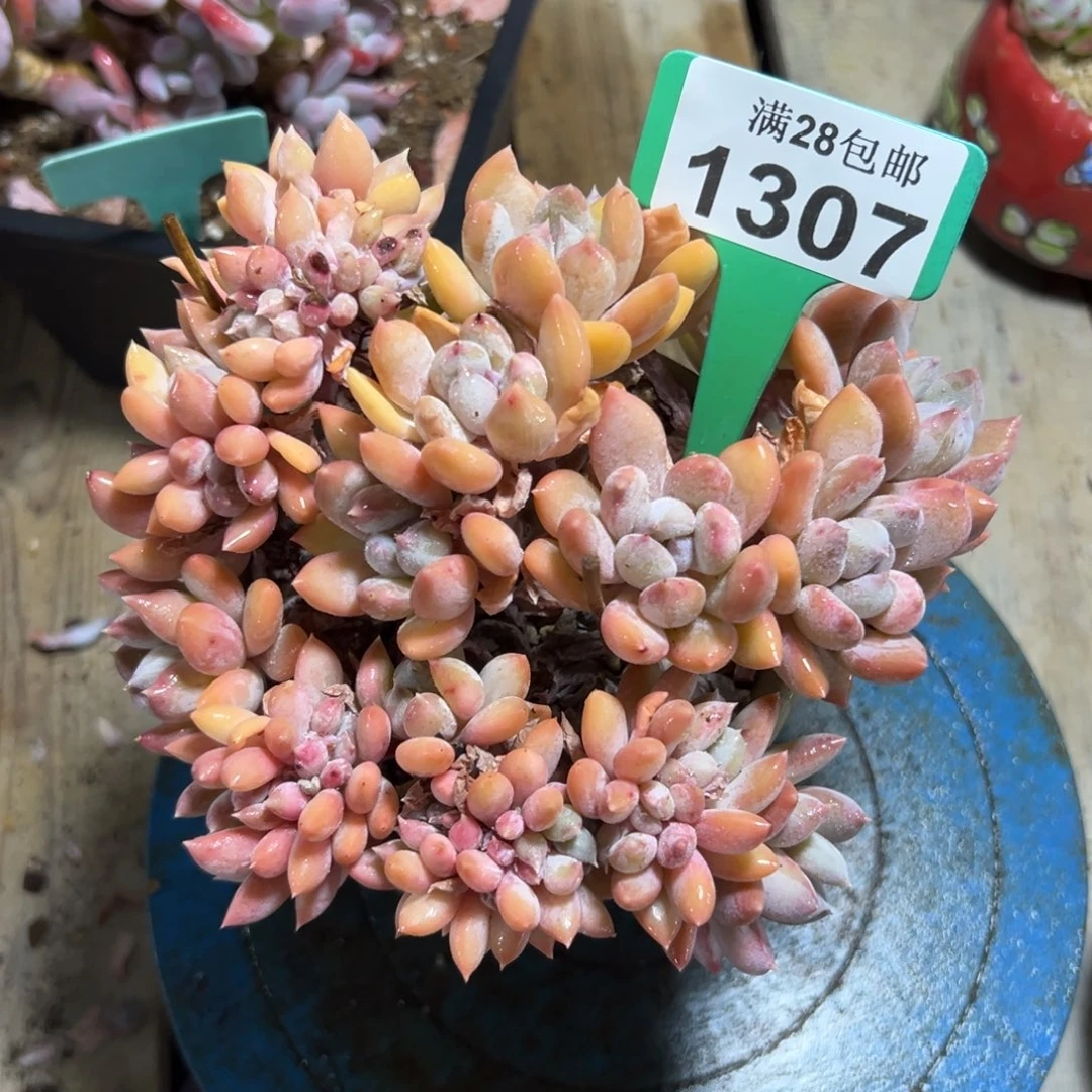 1307胖美人缀，有叶伤，冠服17