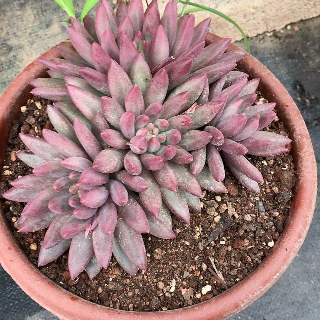 红蜻蜓一物一拍24-63