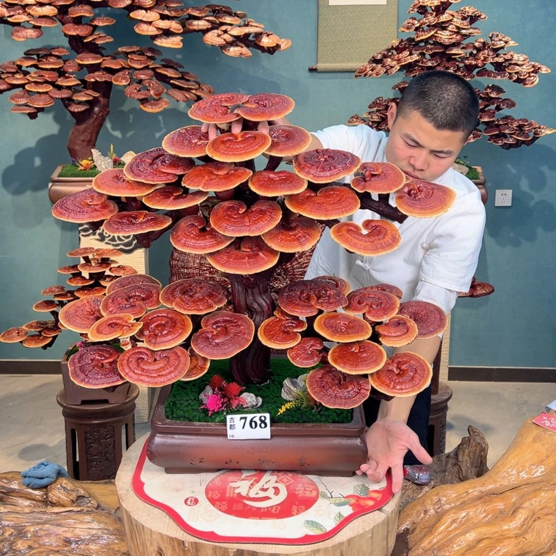 无花朵19999999998