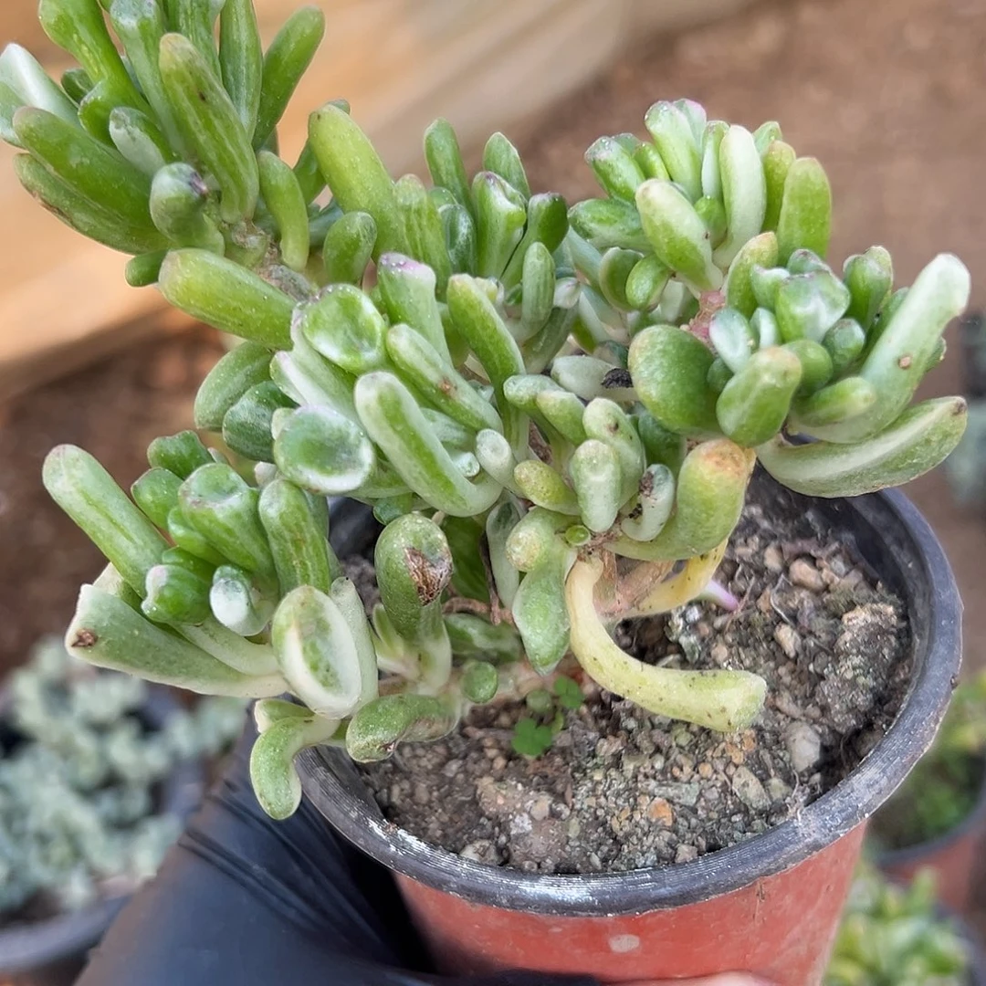 多肉植物吸财树锦