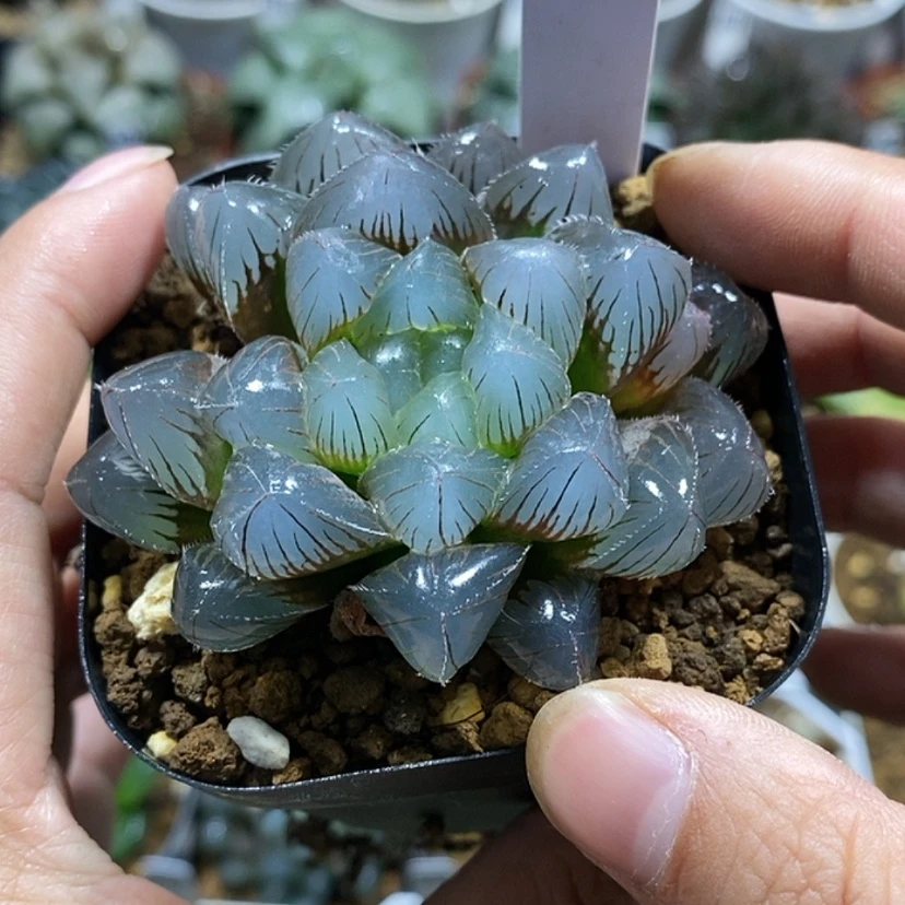 【闪购商品】世****略490蓝镜