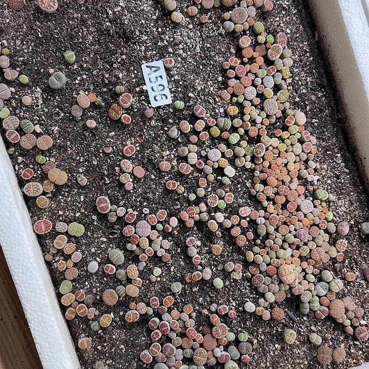 596生石花整筐脱土发货
