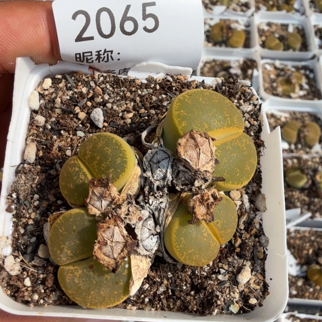 多肉植物多肉植物多肉植物