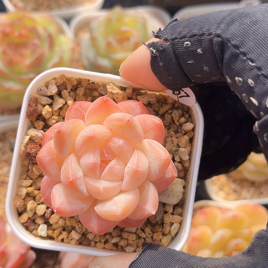 57一物一拍 美梦