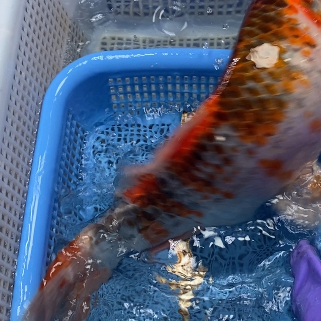 锦鲤冷水锦鲤包邮