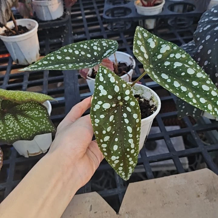 塞拉山王秋海棠一物一拍