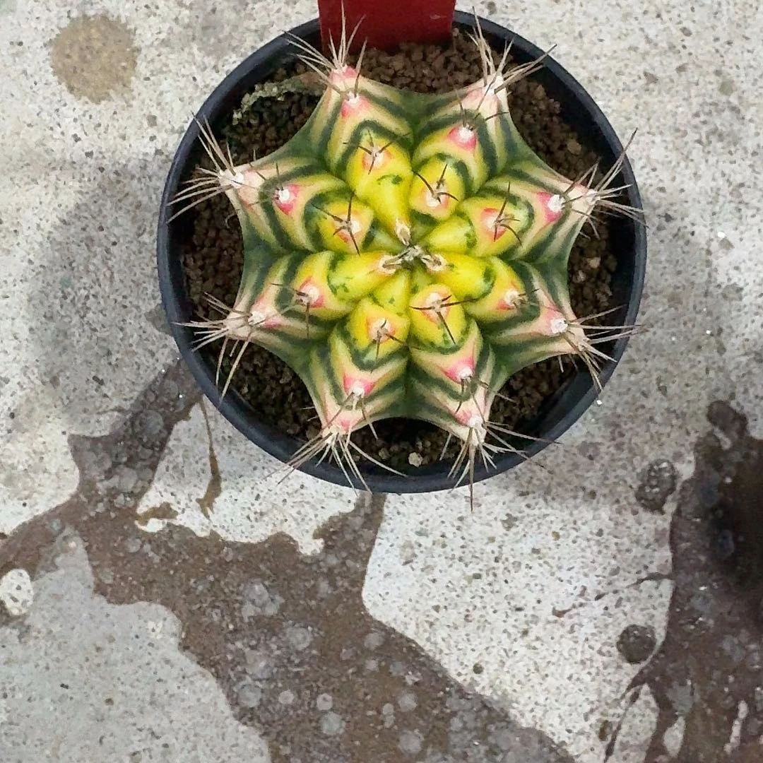 L404-1124广东发货 花田