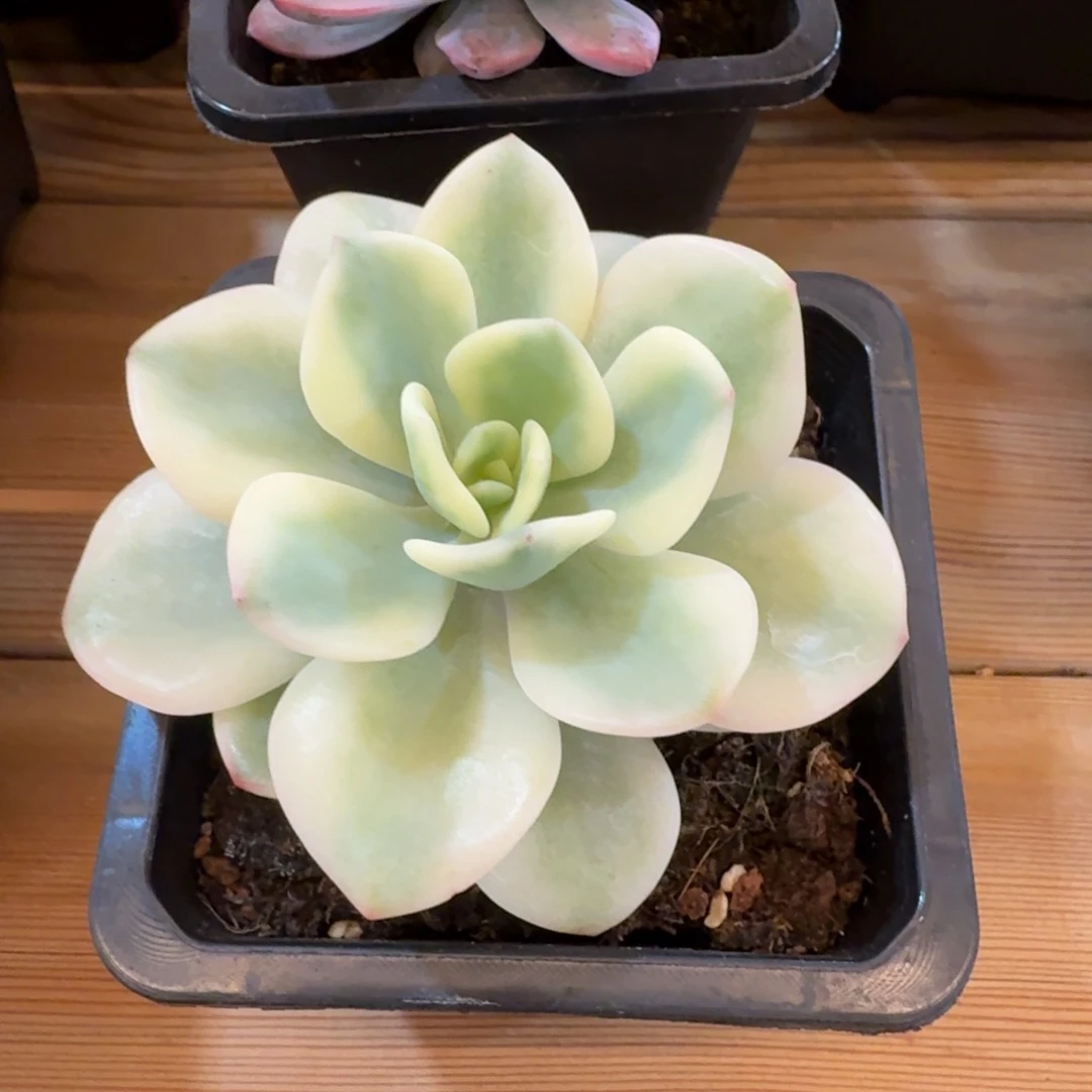 白月光宽锦 安吉园艺