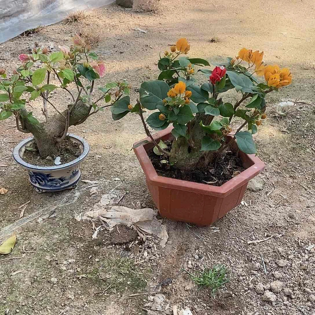 塑料高*帅漳红樱加州黄