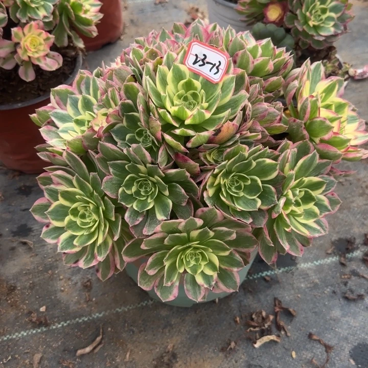 23-13海王多肉不包售后