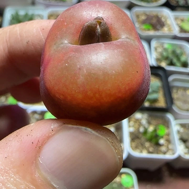 2.4漂亮多肉植物233