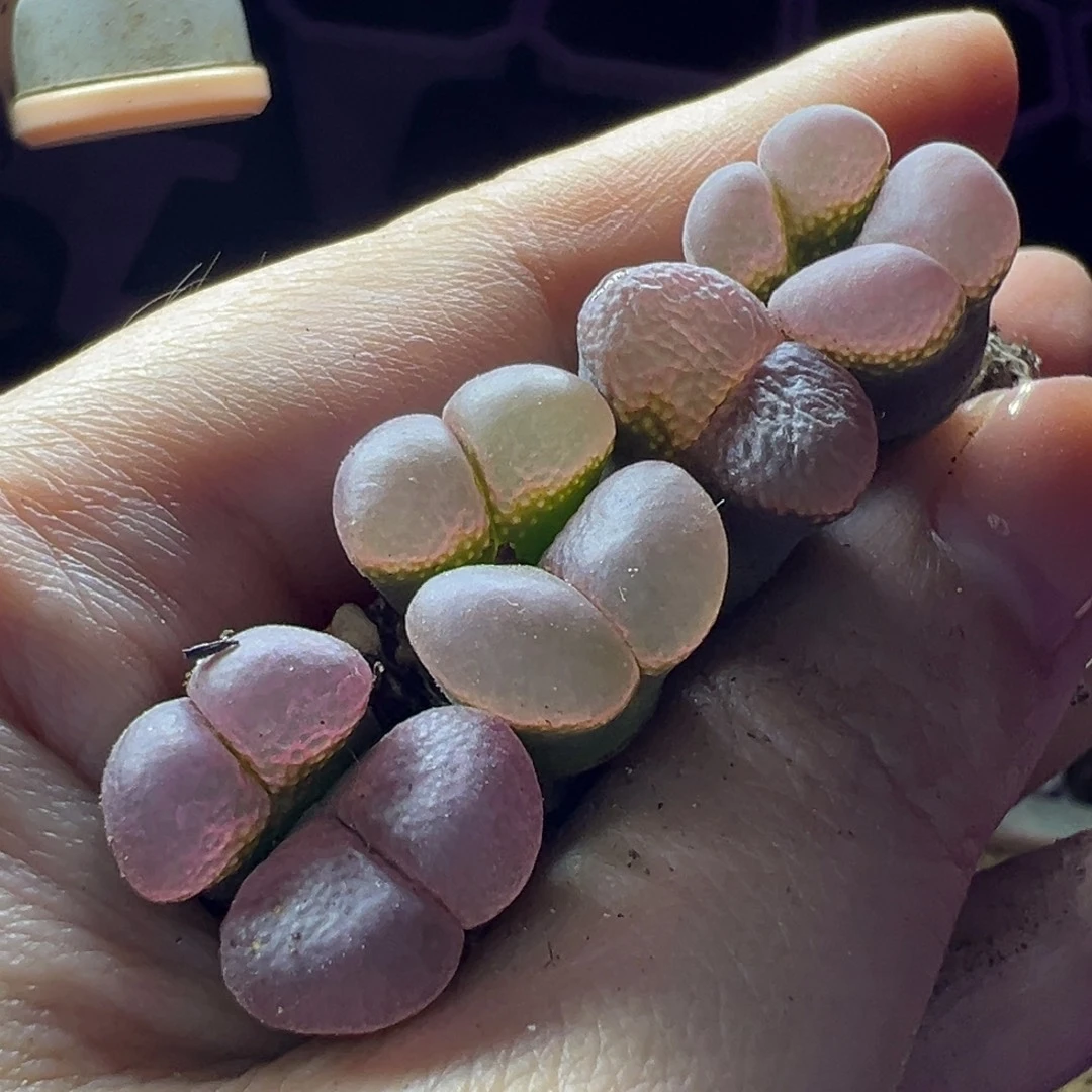 细***沙细沙特特特特特特特特