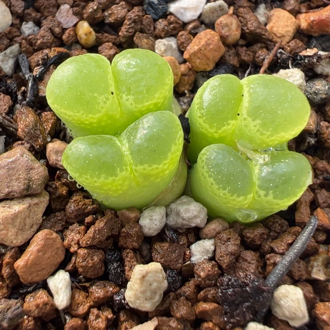 452多肉植物组合