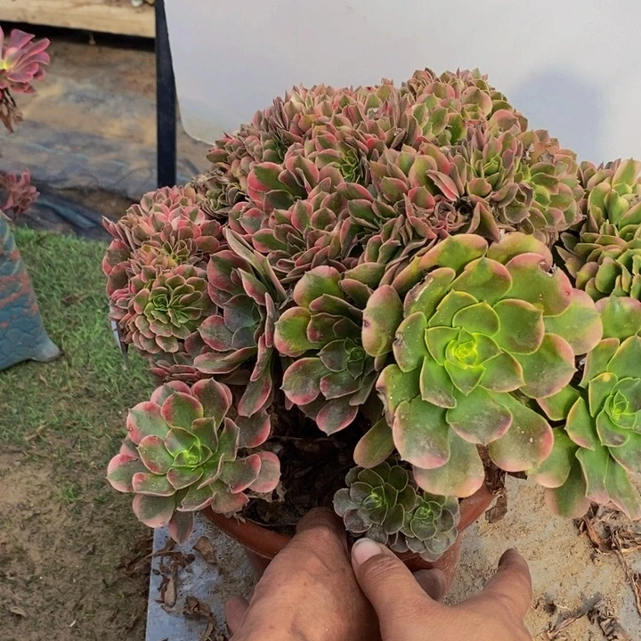 健***随完全开放204号香妃缀化多肉1颗