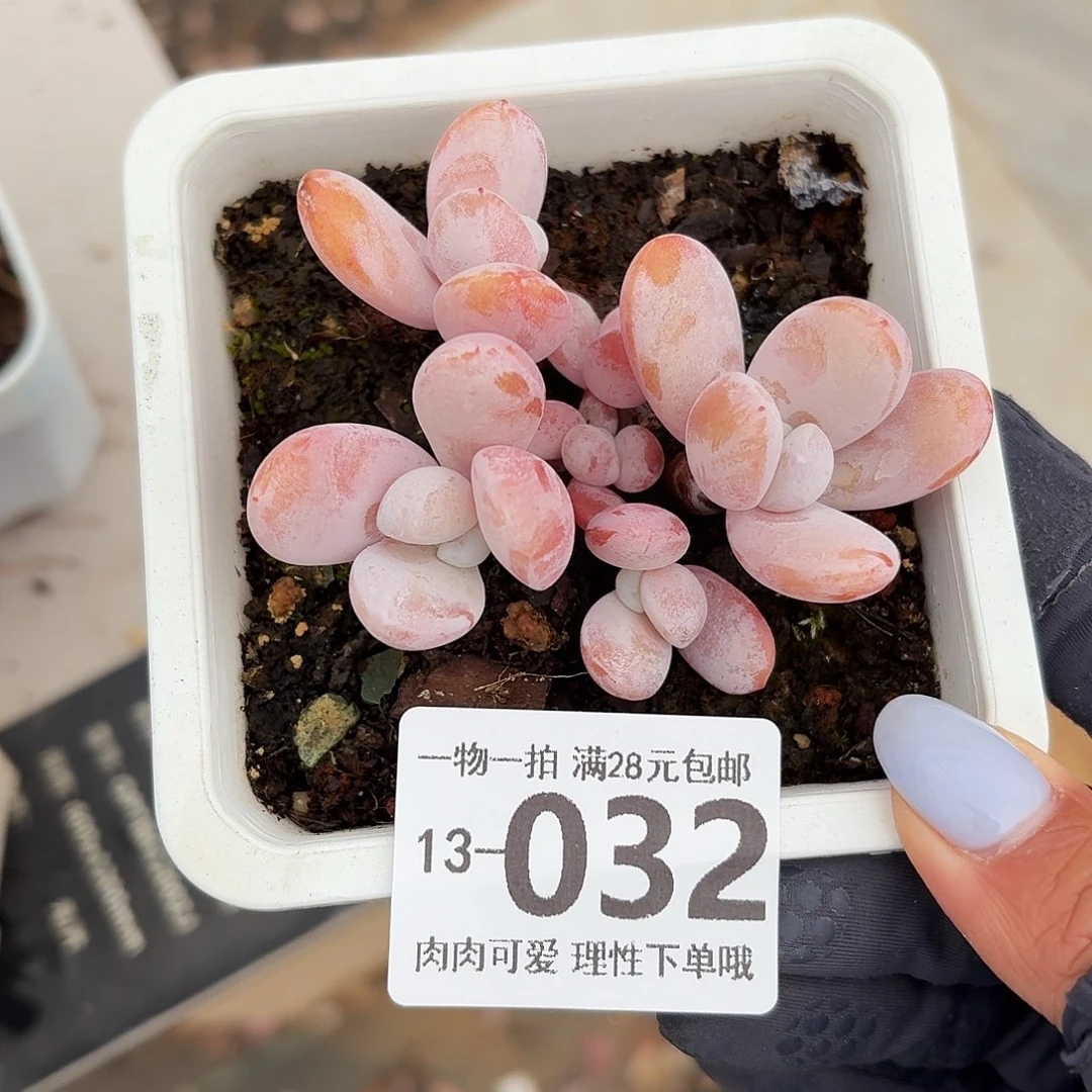 雪美人无盆无发货