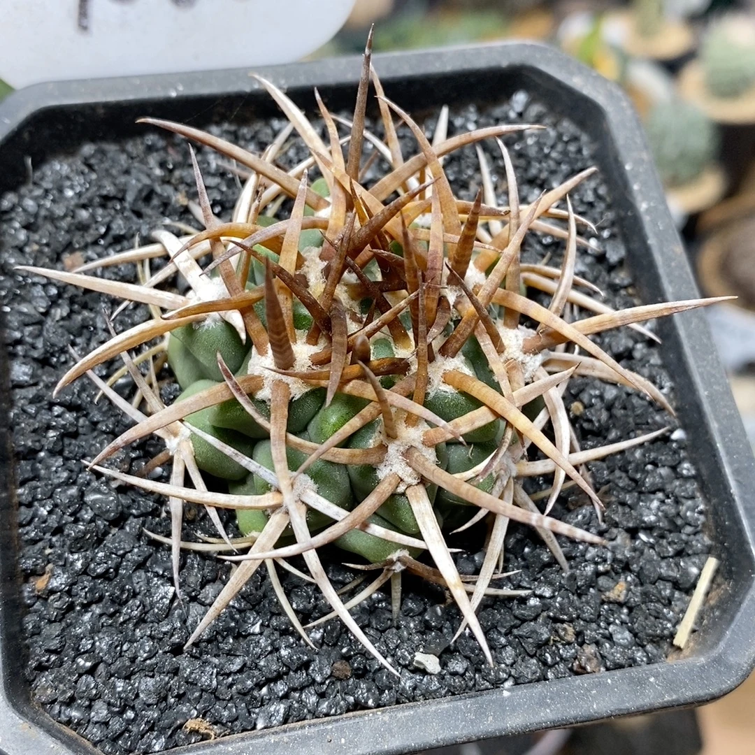 1066号实生强刺碧岩玉4.5cm