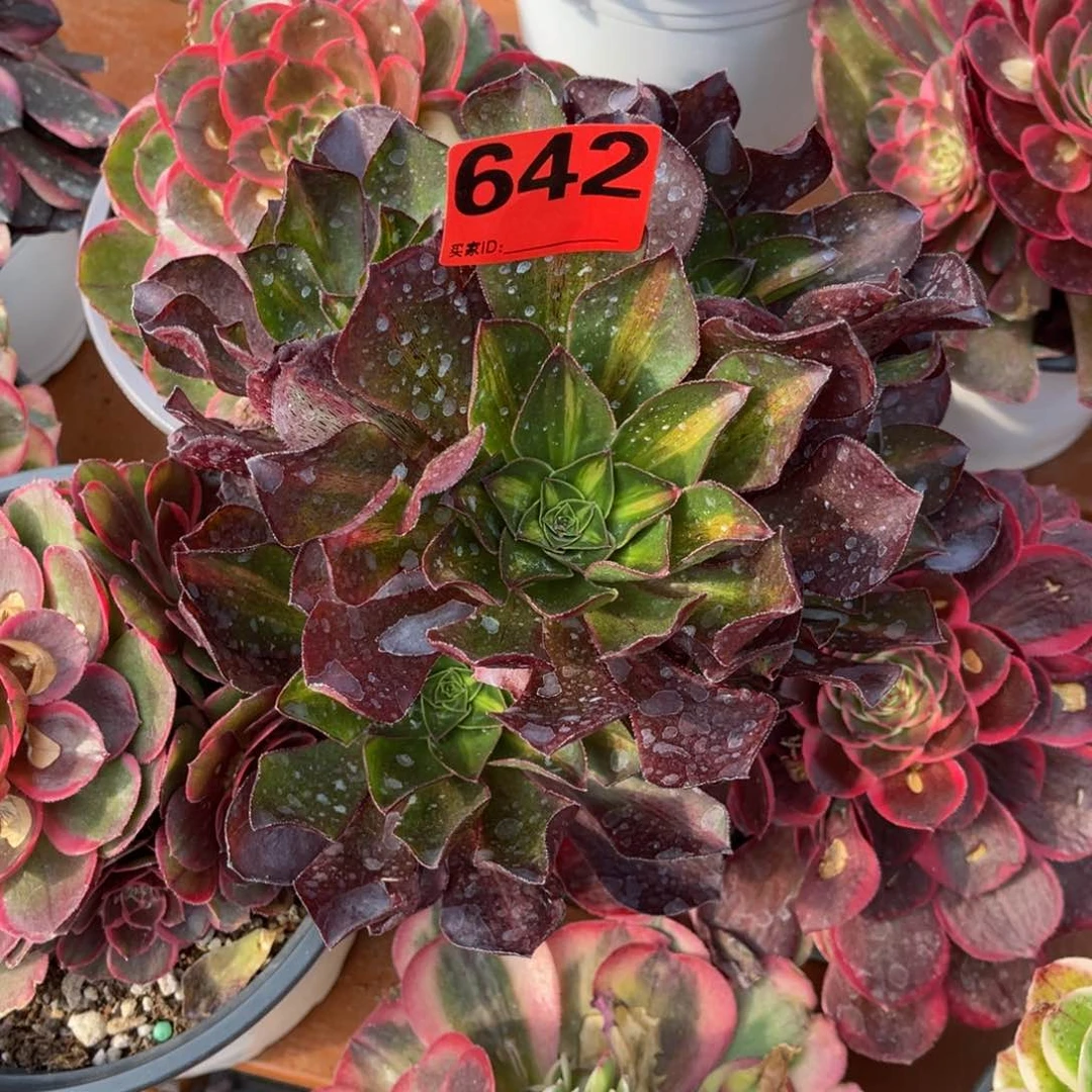 小****?642多肉法师魅影中班