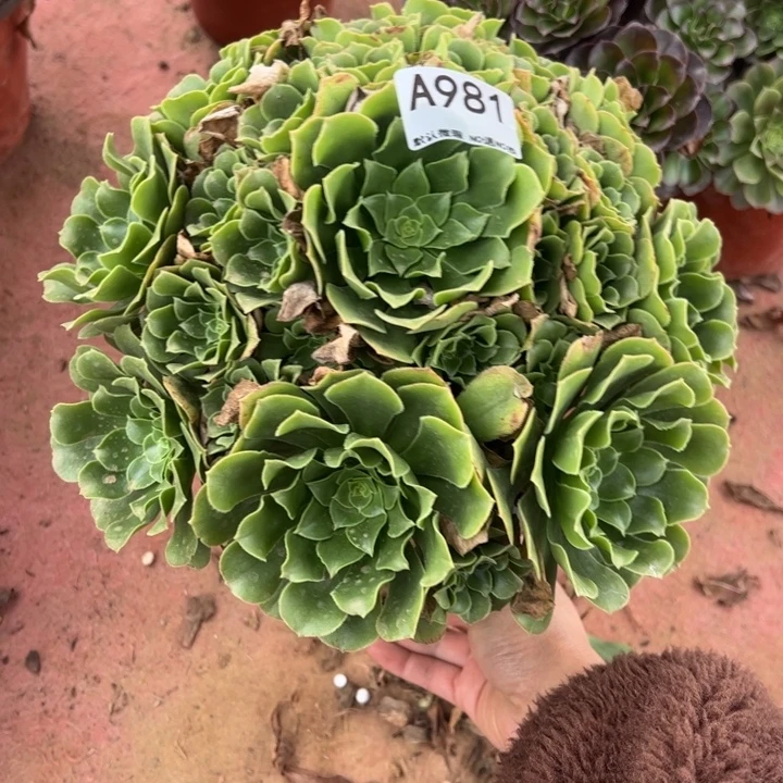 绿杨蓉多肉植物981.