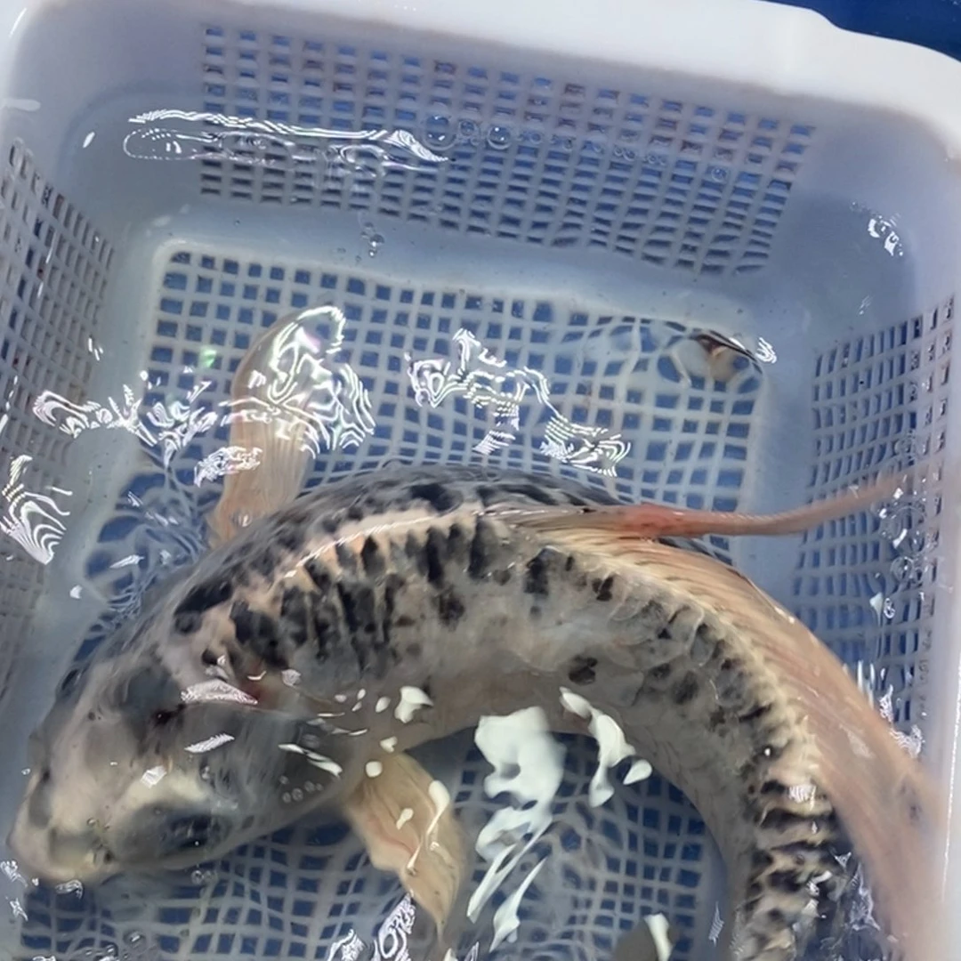 锦鲤冷水锦鲤包邮
