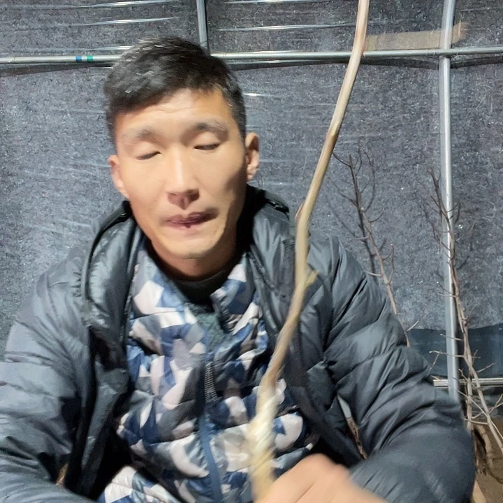 老***武一物一拍油潘苗树