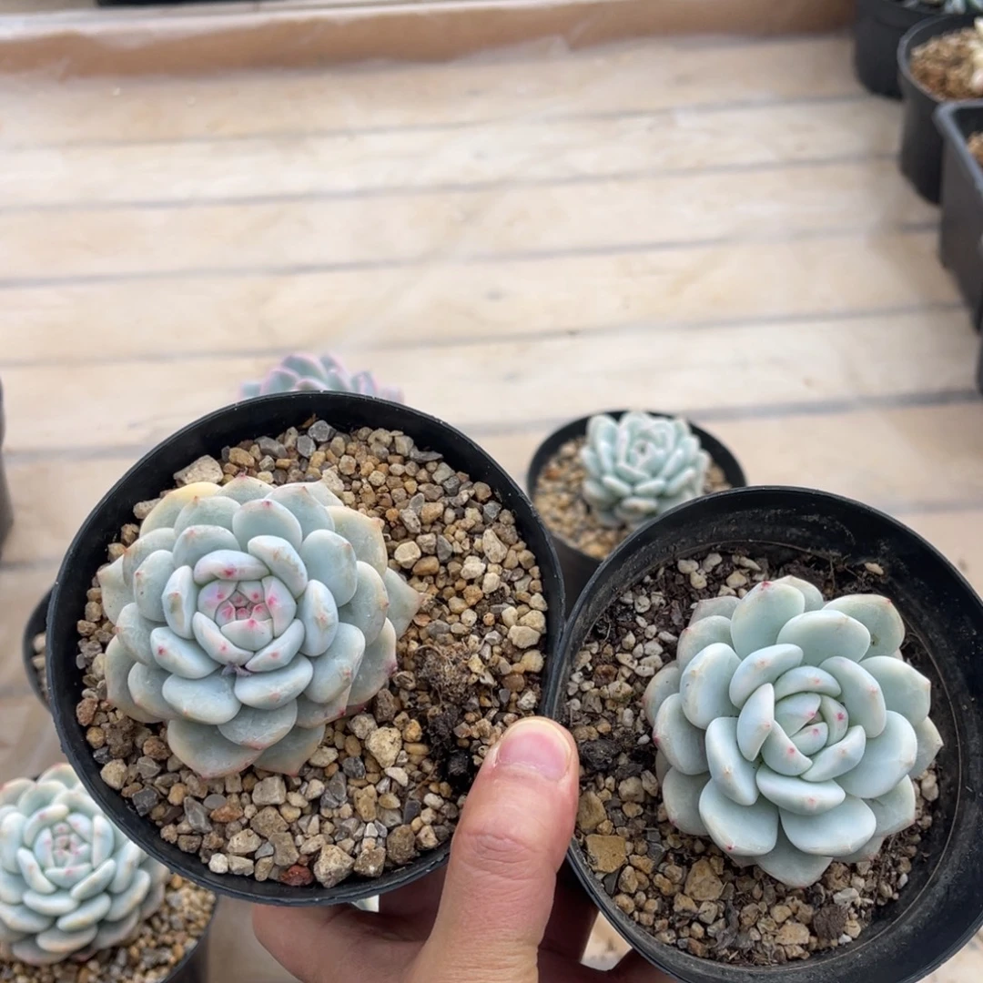 橙梦露锦两颗一物一拍