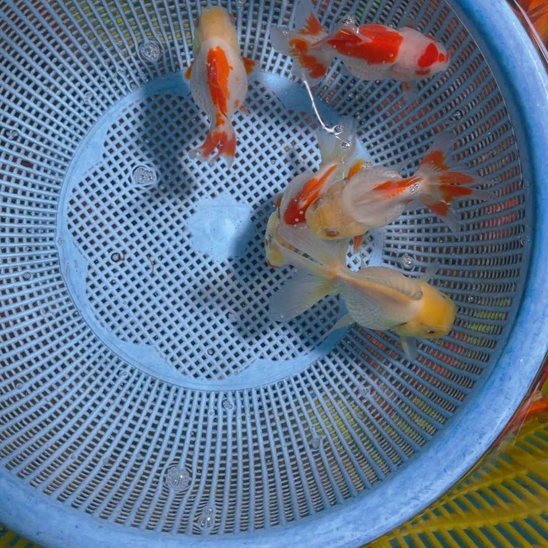 海水鱼花泰狮金鱼70