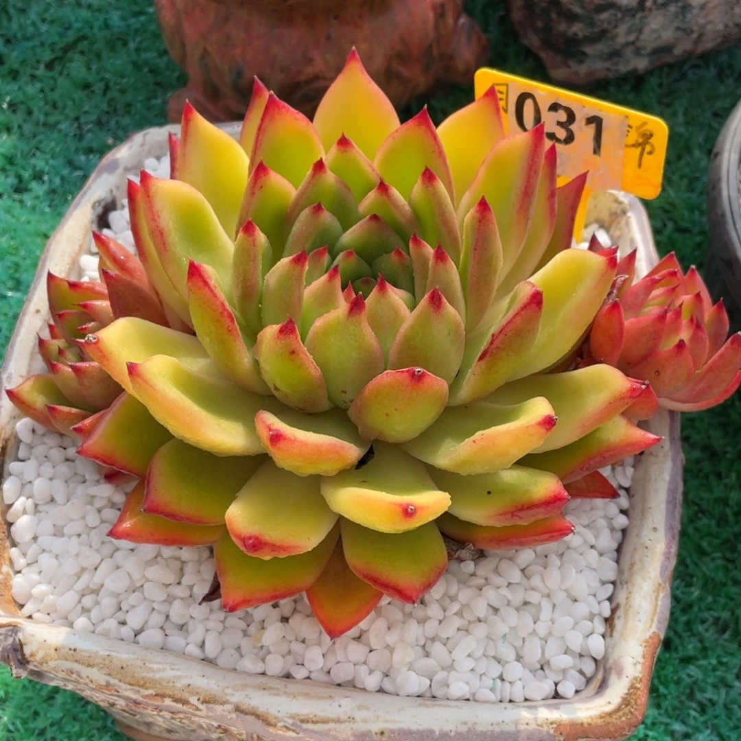 多肉植物盆栽多肉植物