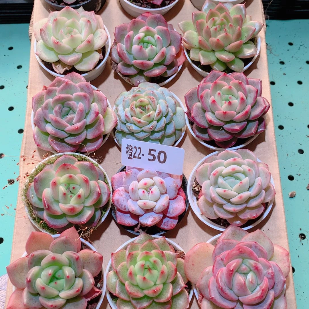22-50一物一拍多肉带盆18颗