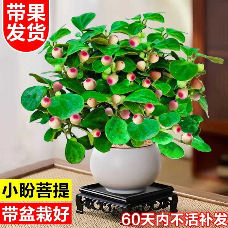 菩提树盆栽带果客厅办公室内桌面禅意摆件小盼菩提盆景花卉绿植物