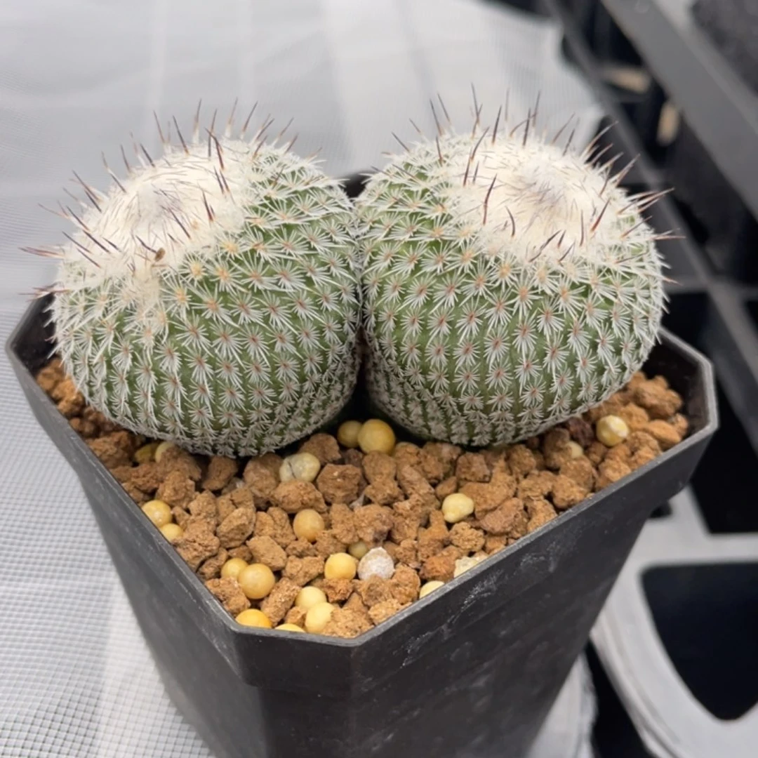 W***乌月丸          实生根